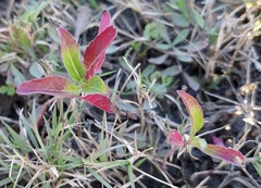 Euphorbia davidii
