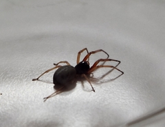 Trachelas tranquillus