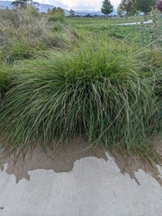 Carex pansa