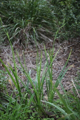 Dianella longifolia