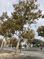 Platanus racemosa