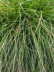 Carex pansa
