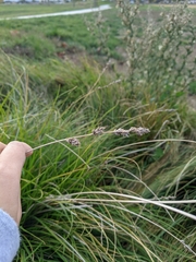 Carex pansa