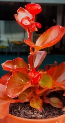 Begonia