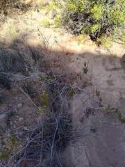Senecio subulatus salsus