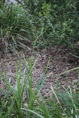 Dianella longifolia