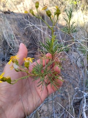 Senecio subulatus salsus
