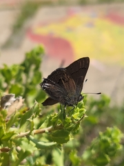 Satyrium saepium