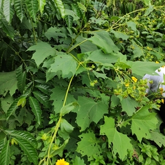 Smallanthus maculatus