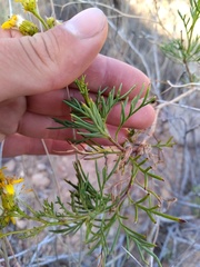 Senecio subulatus salsus