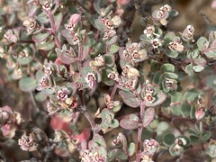 Euphorbia melanadenia