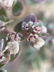 Euphorbia melanadenia