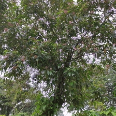 Miconia xalapensis