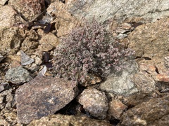 Euphorbia melanadenia