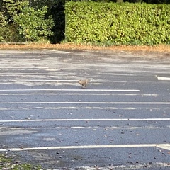 Sciurus carolinensis