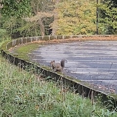 Sciurus carolinensis