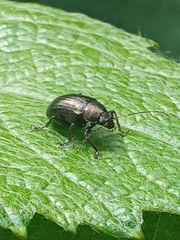 Colaspis