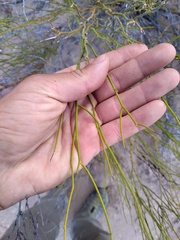 Senna aphylla