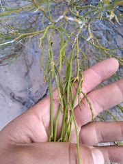 Senna aphylla
