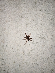 Lycosoides coarctata