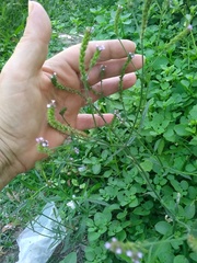 Verbena litoralis