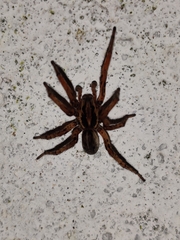 Lycosoides coarctata