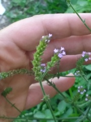 Verbena litoralis