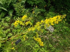Solidago faucibus