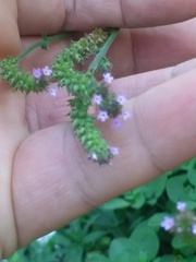Verbena litoralis