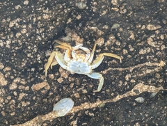 Grapsus tenuicrustatus
