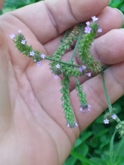 Verbena litoralis
