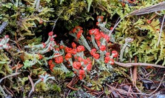 Cladonia cristatella