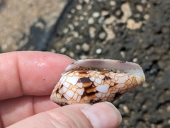Conus retifer
