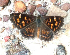 Aricoris propitia
