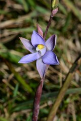 Thelymitra arenaria
