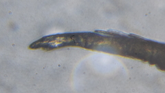 Entomobrya clitellaria
