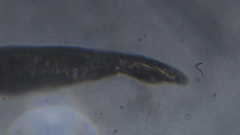 Entomobrya clitellaria