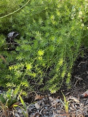 Asparagus