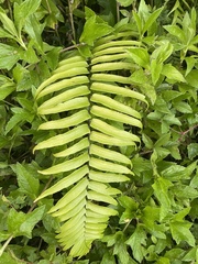 Nephrolepis biserrata