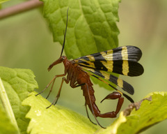 Panorpa nuptialis