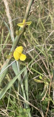 Vigna luteola