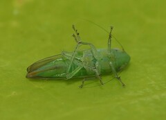 Neocoelidia tuberculata