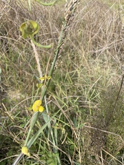 Vigna luteola