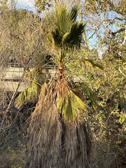 Washingtonia