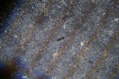 Odontomachus ruginodis