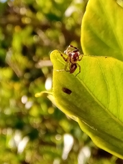 Chira gounellei