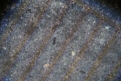 Odontomachus ruginodis