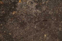 Odontomachus ruginodis