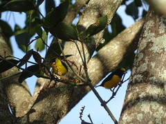 Euphonia chlorotica