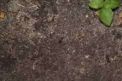 Odontomachus ruginodis